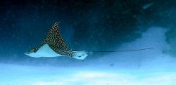 Eagle Ray , Cozumel by Larry Polster 